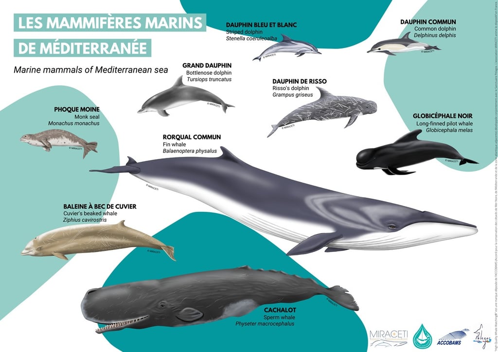 Mammifères marins de Méditerranée