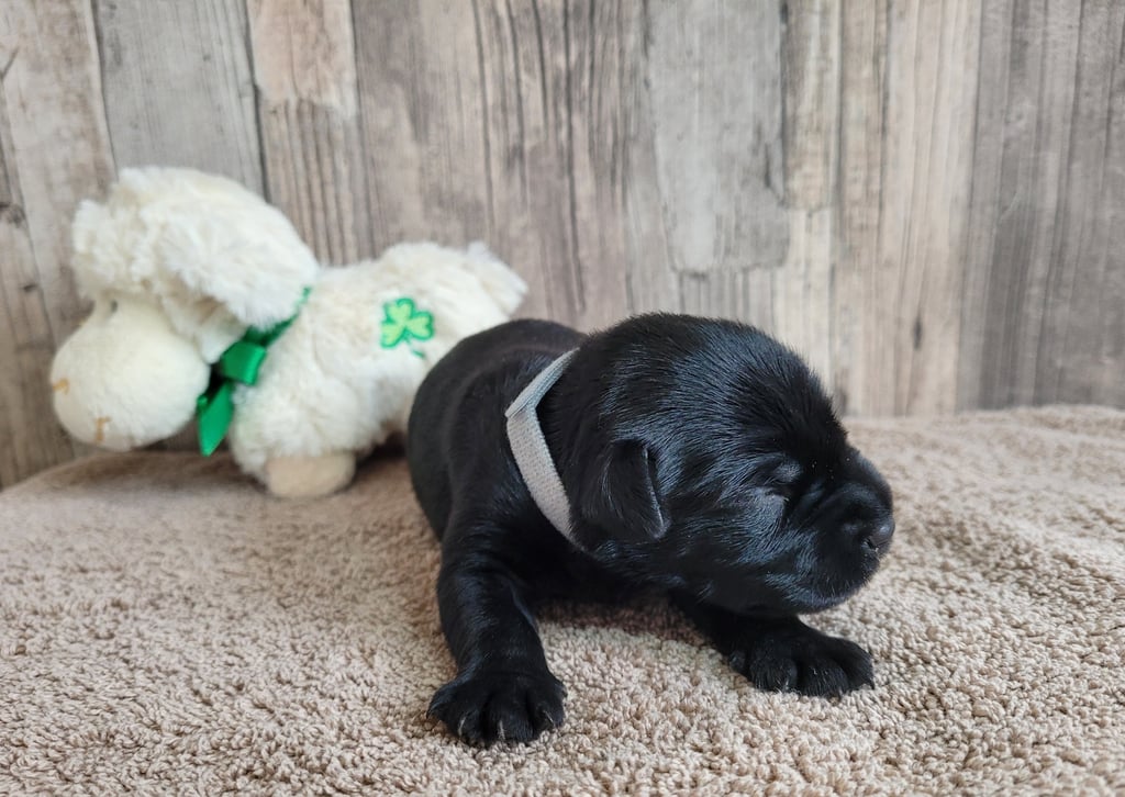 Collier gris des Diamants Noirs d'Also
