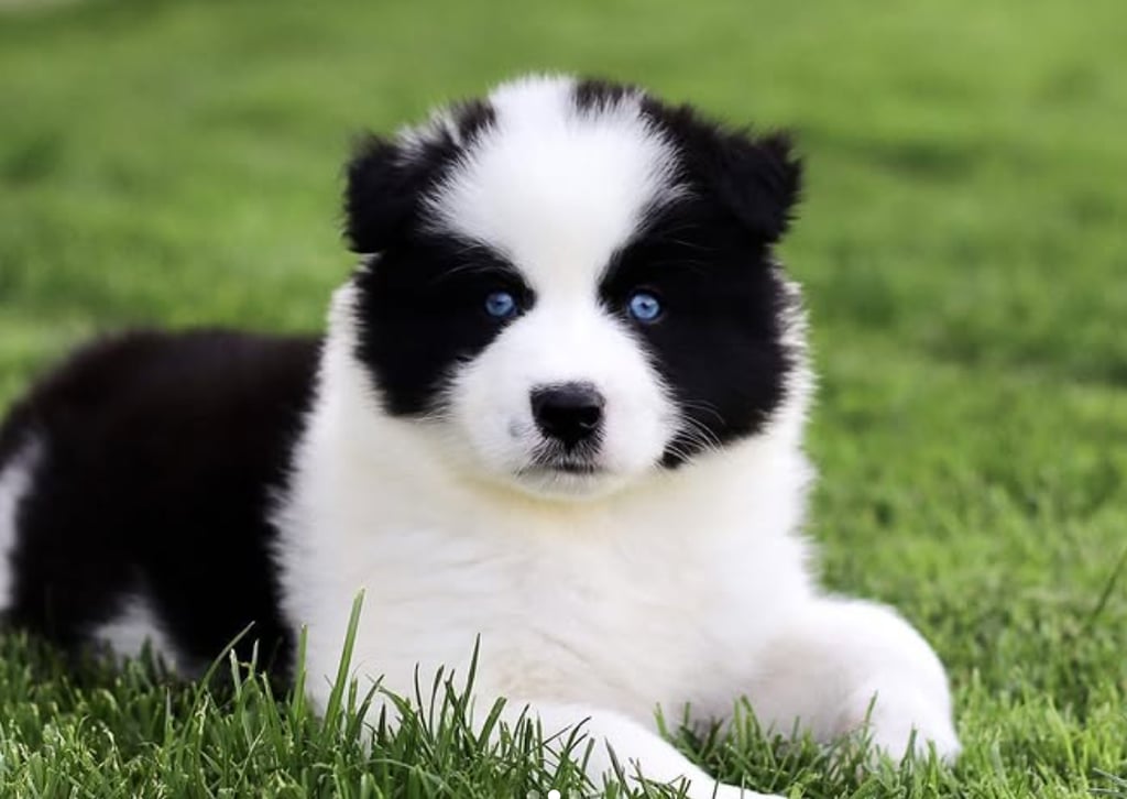 Yakutian laika puppies