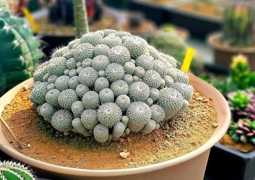 a lot of small Button Cactus plants growing close together