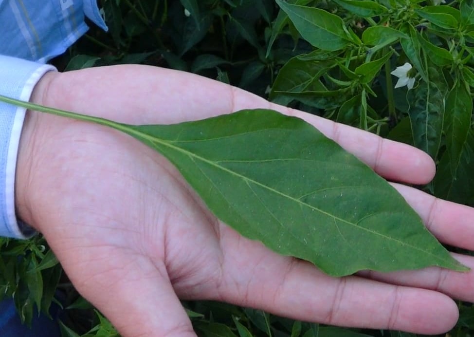 green chili leaf
