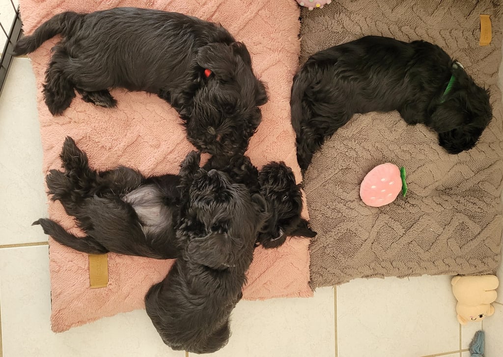Chiots Schnauzer épuisés!