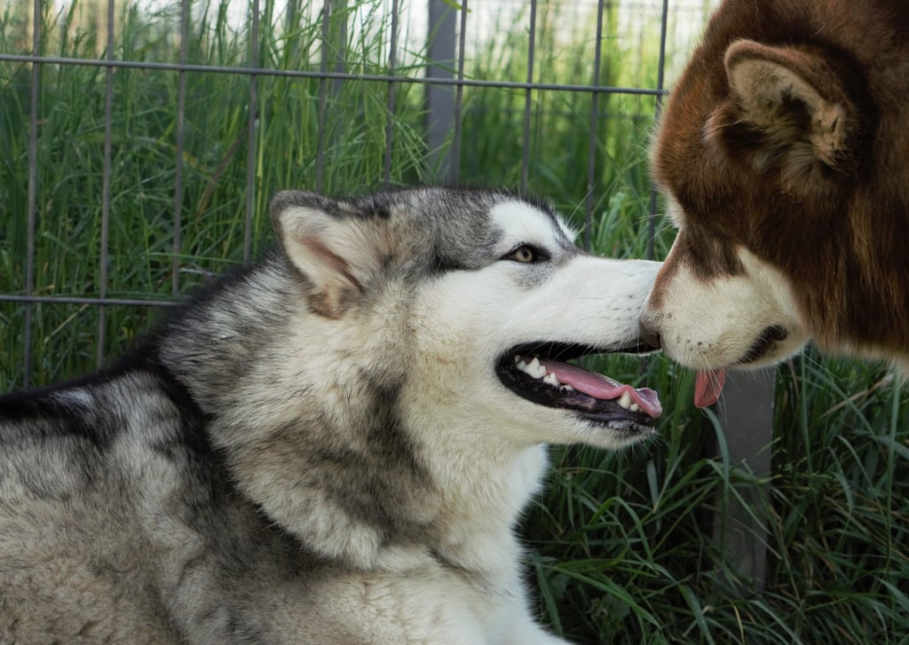 effusioni tra 2 alaskan malamute