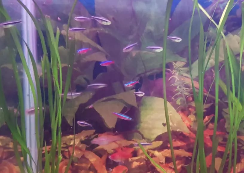 neon cardinal y negro