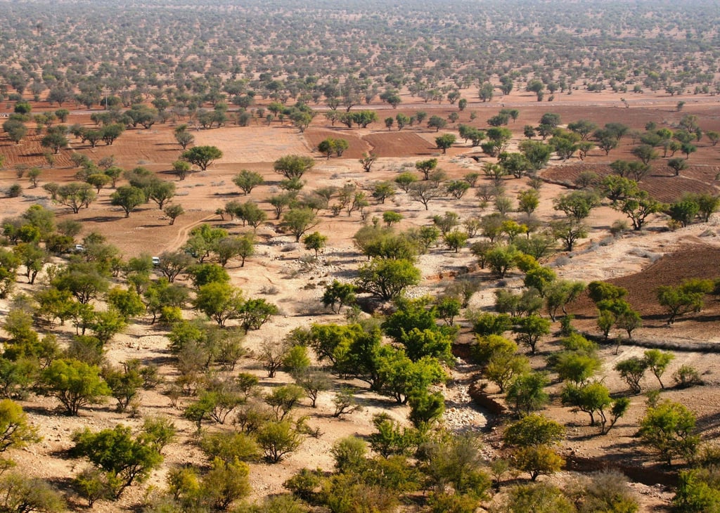 Arganeraie au Maroc. Magnifique étendue d'Arganiers