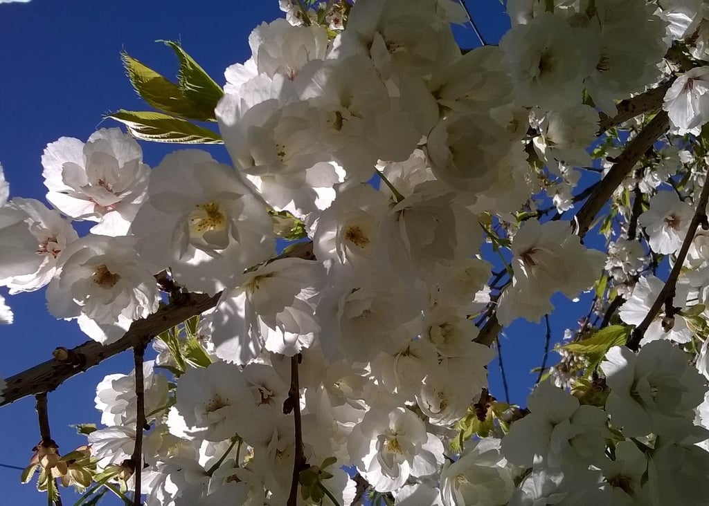 Cherry blossom