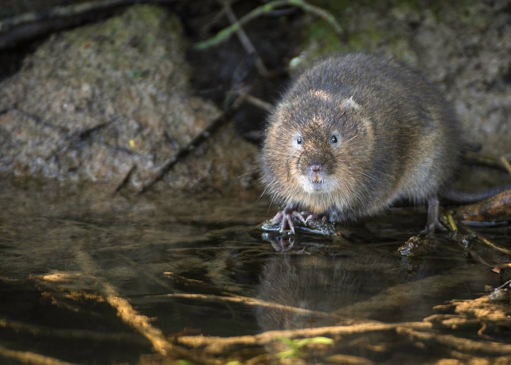 Water vole