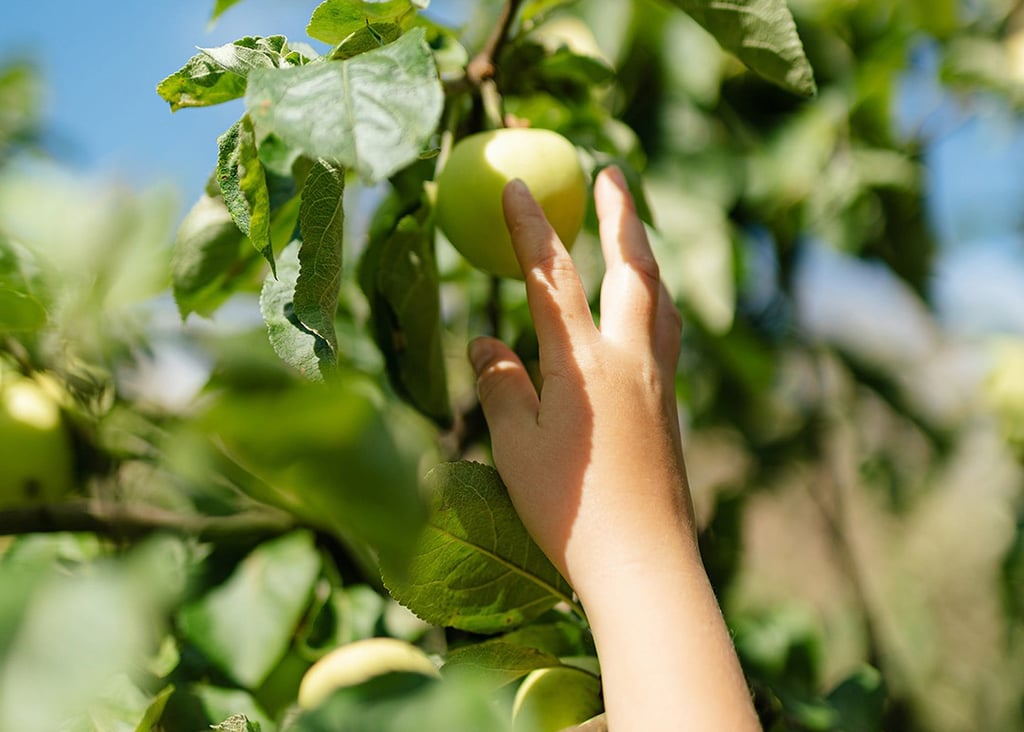 kinderhand plukt groene appel uit boom
