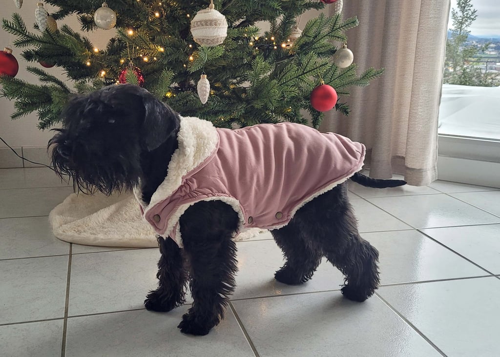 Schnauzer nain noir devant sapin de Noêl