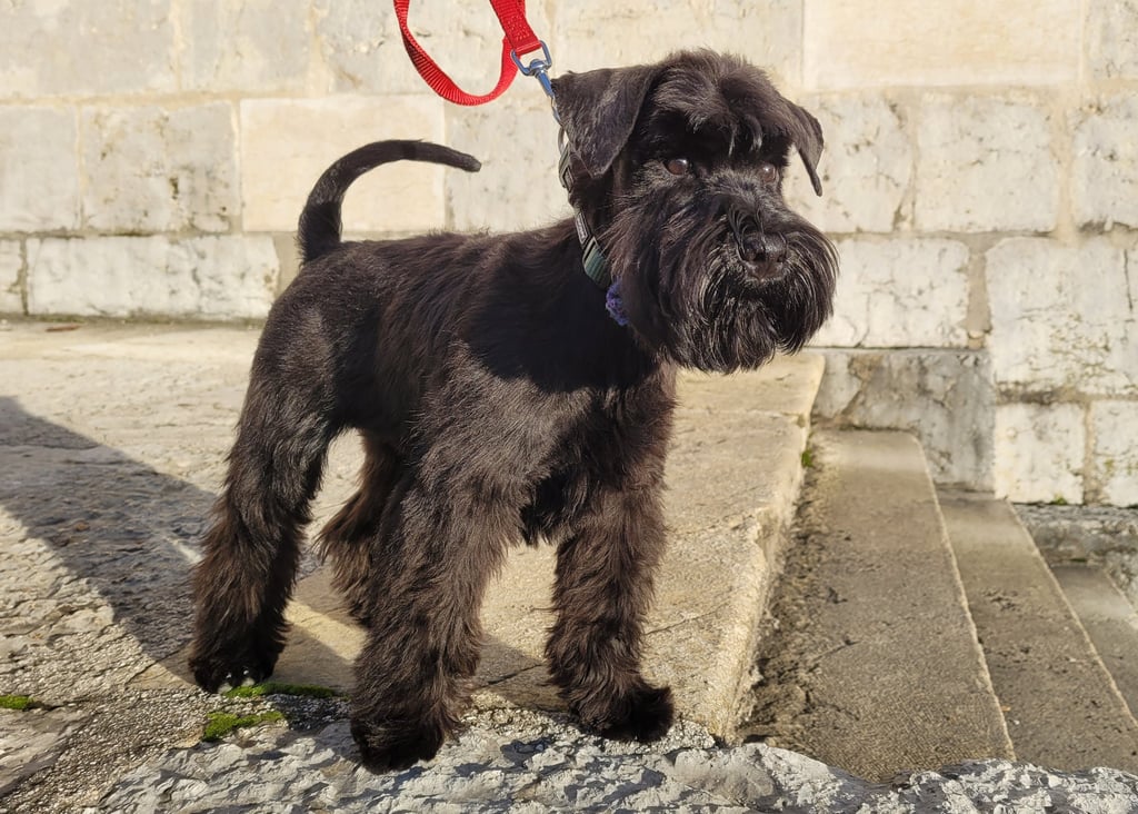 U'Marley des Diamants Noirs d'Also