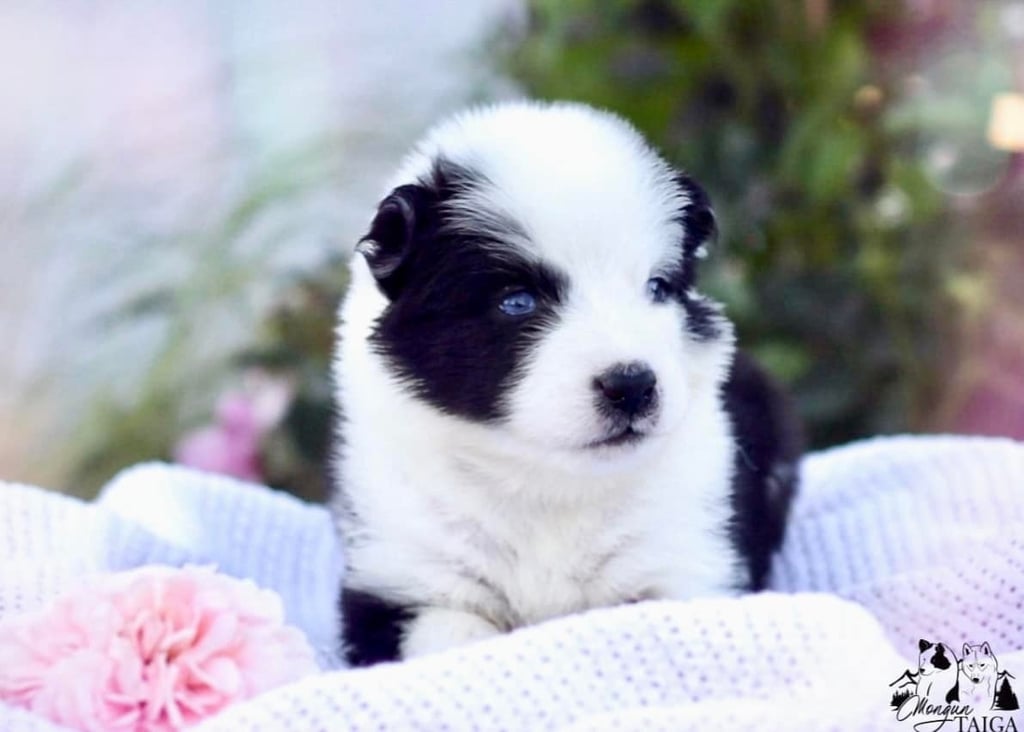 Yakutian laika puppies
