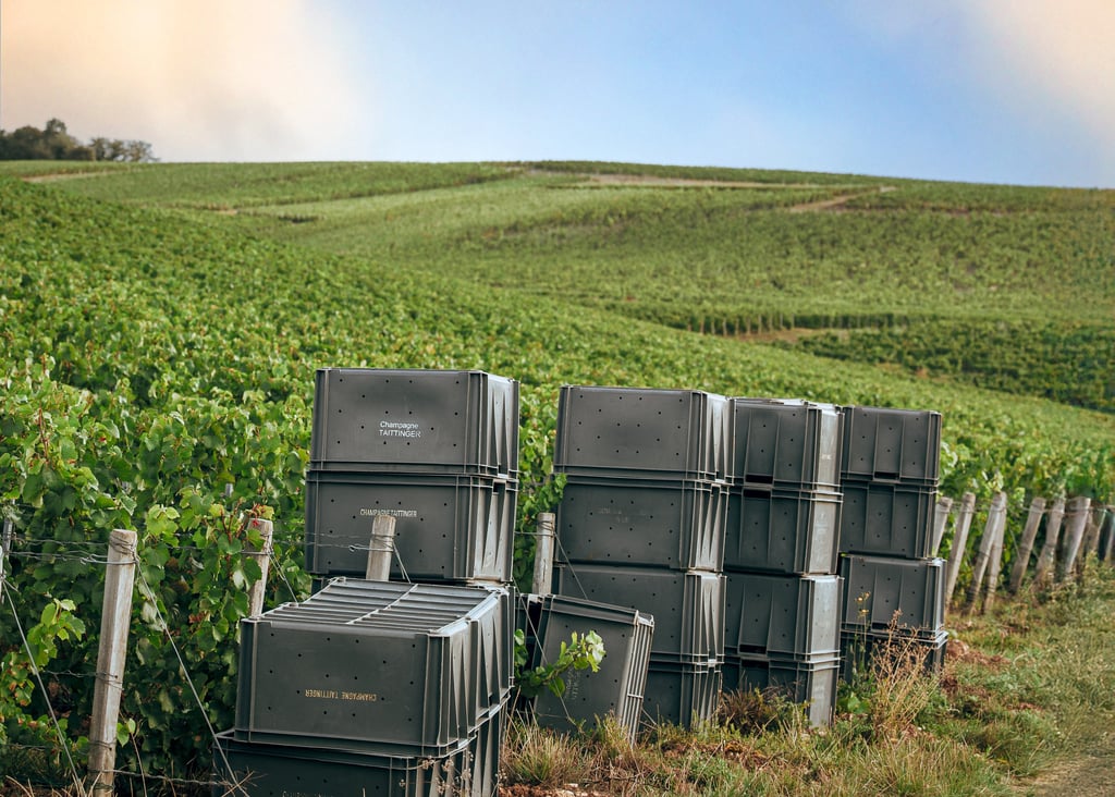 Caisse de vendanges, Maison Champagne Taittinger 