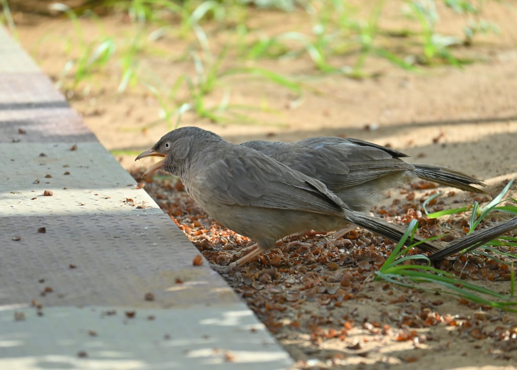 Wildlife Conservation