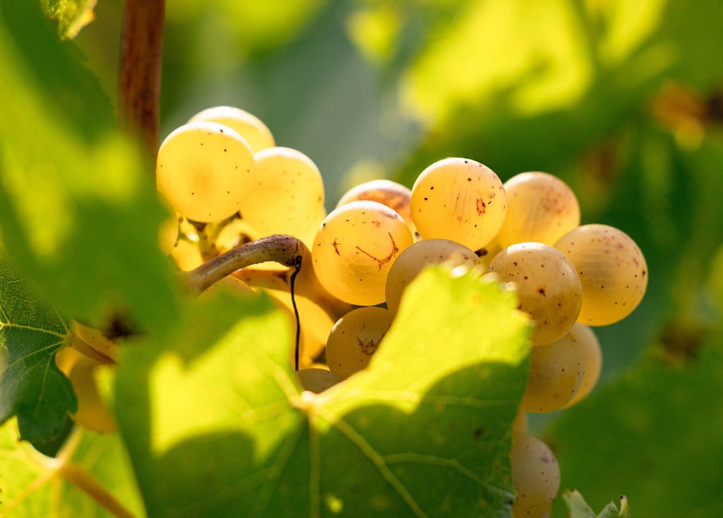 Reportage photographie professionnel maison de champagne