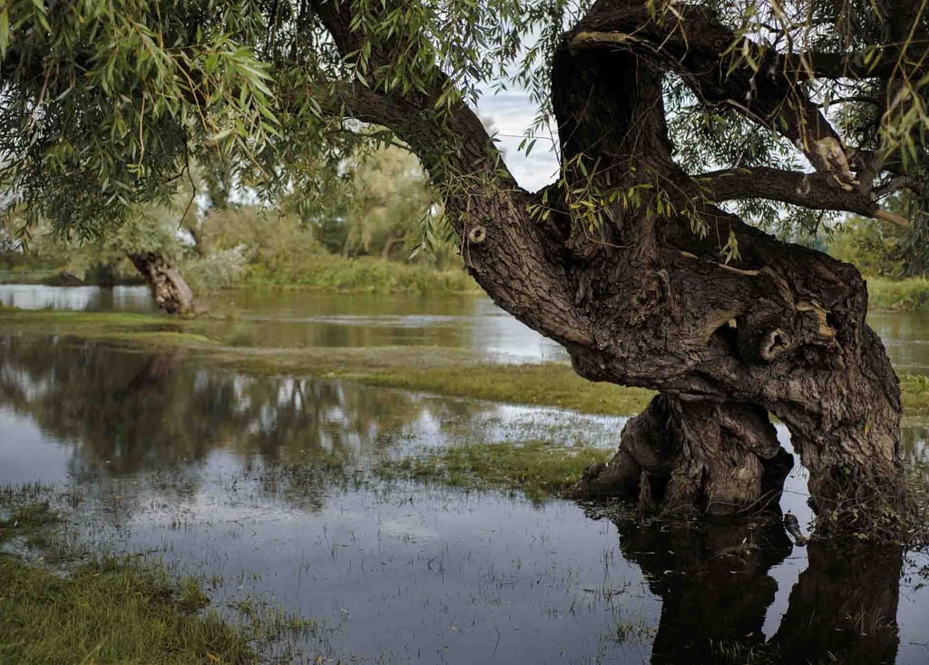 Picture of a willow tree leaning over the river. Photographer: Slawek Dejneka