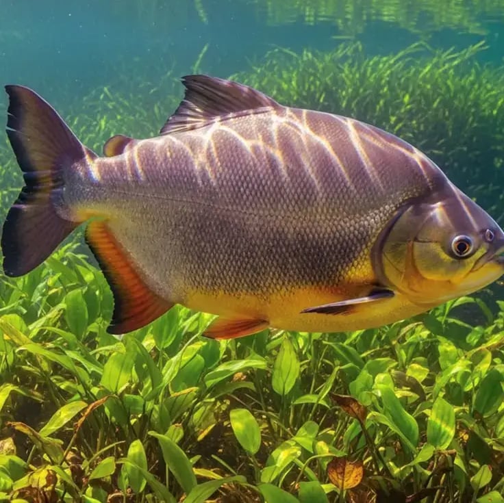 peixe-tambaqui-no-fundo -rio-amazonico-tipo-webp