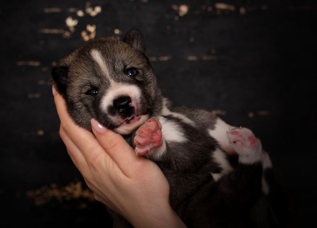 Husky-Erlebnisse, Husky-Ausfahrten, Husky-Trekkingtouren, Husky Abenteuer, Dietfurt, Bayern