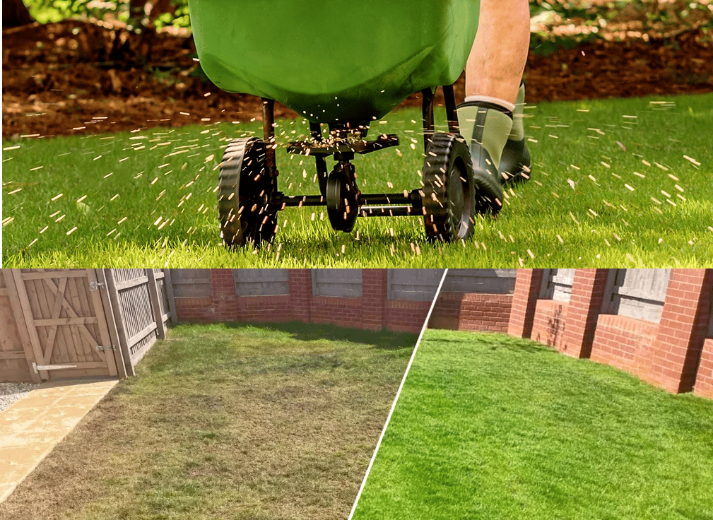 Before and after results of professional lawn seeding and restoration