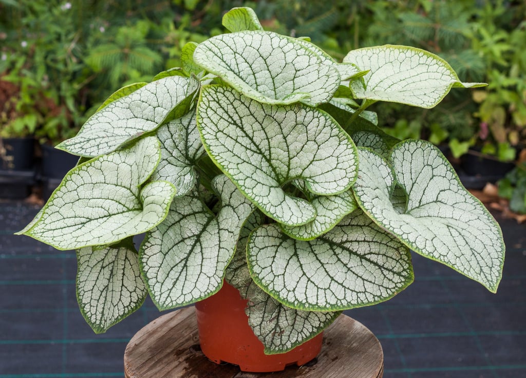 Brunera Silver Heart