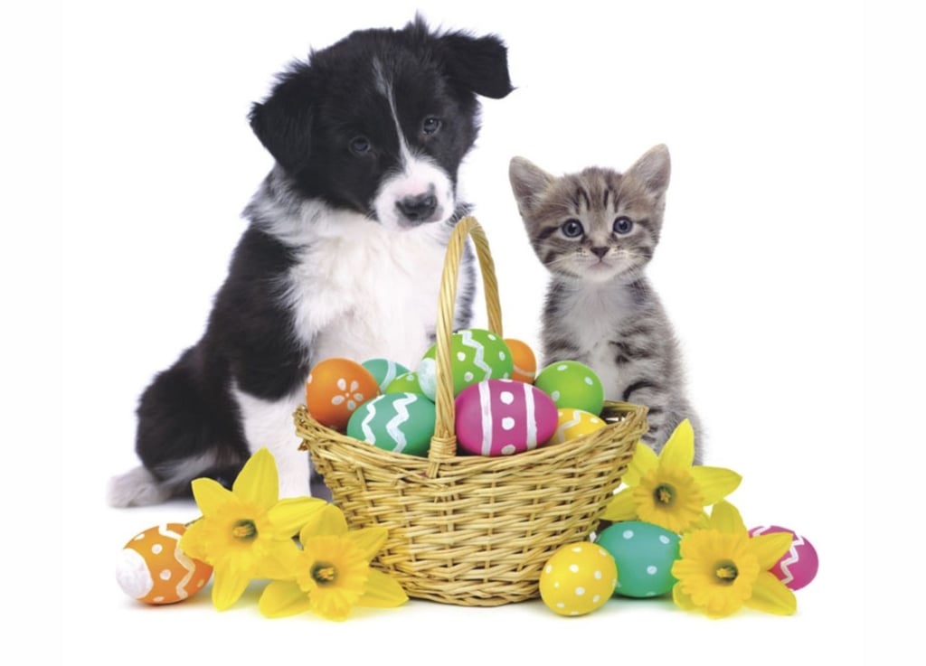 Pasqua e animali domestici 