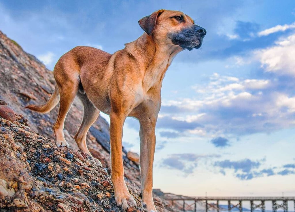Mountain Cur