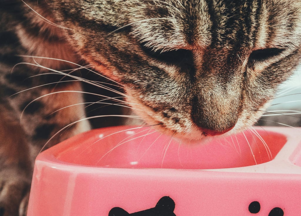 cat feeding on natural nutrition