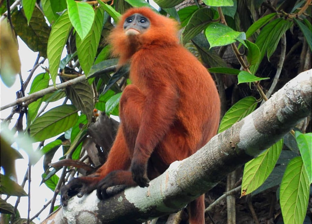 Maroon langur sitting on a branch