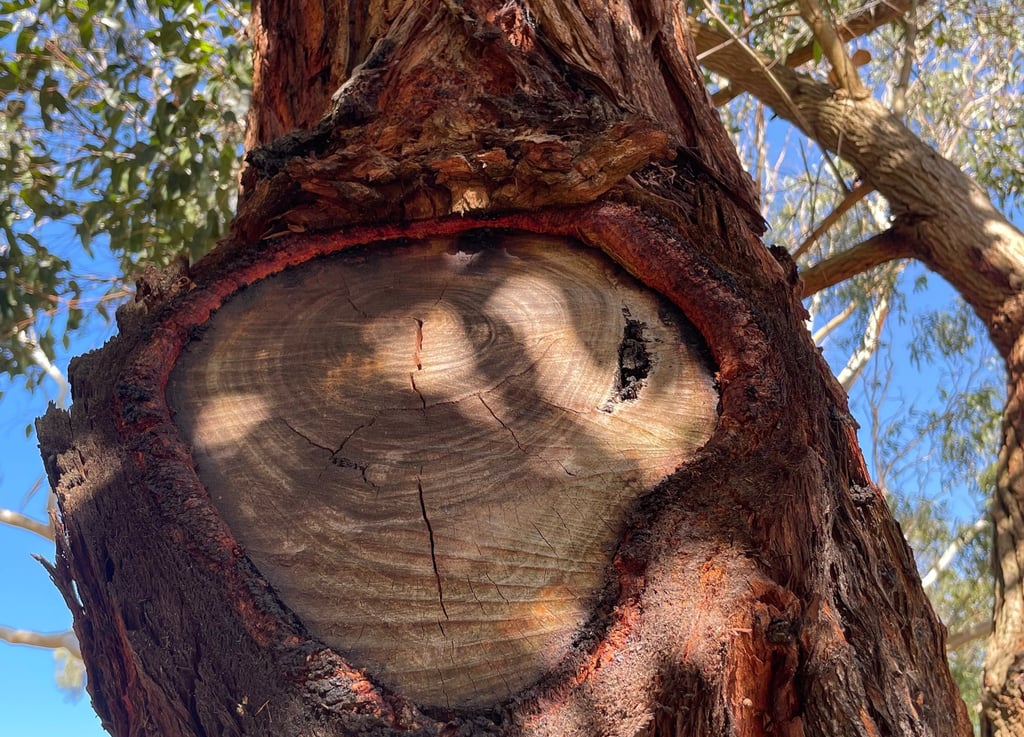Old pruning cut that the tree is adapting to with new wood growth