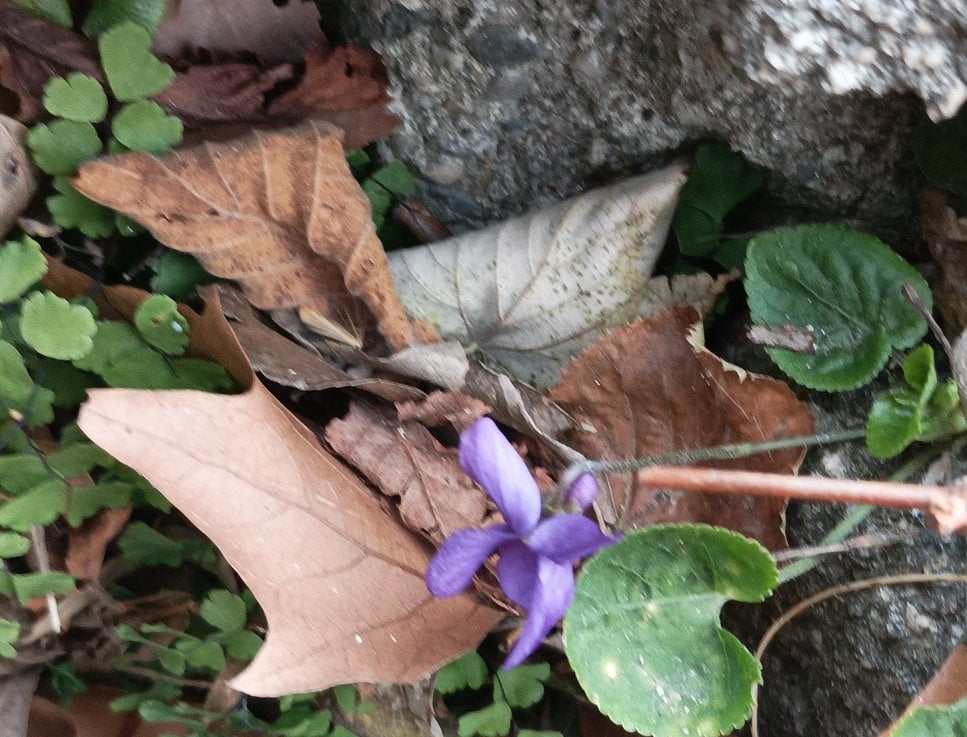 The first violet of the year