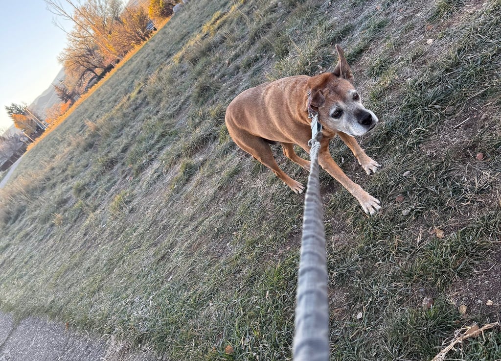 a dog is looking up at the camera while a dog is standing on a leash