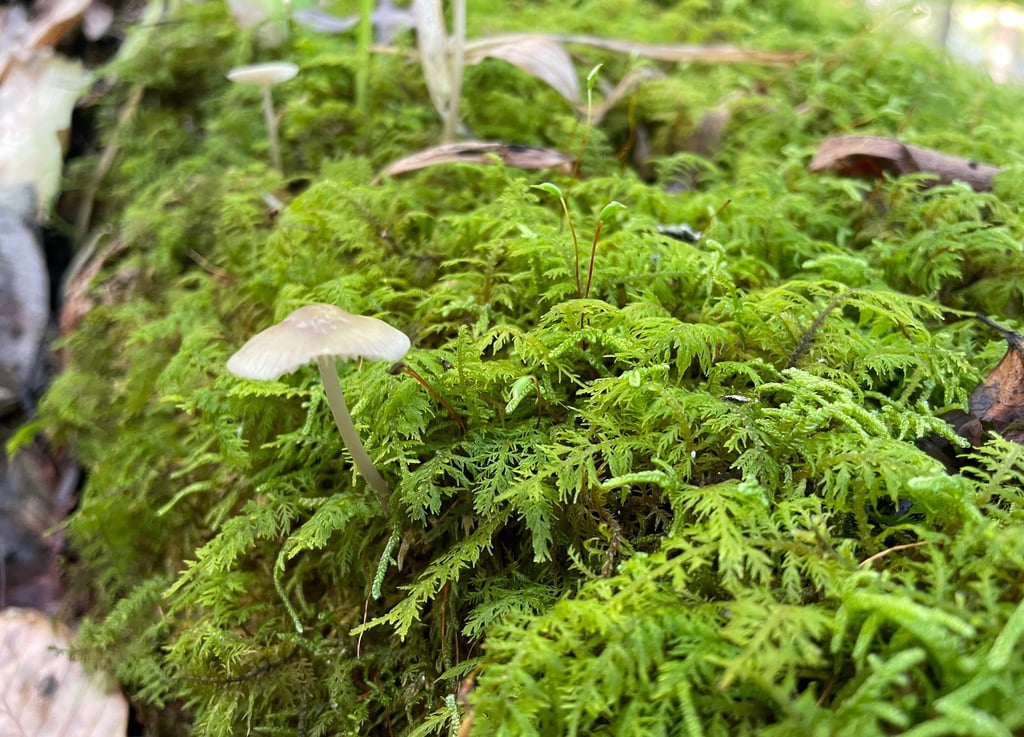 a mushroom on a mossel covered ground
