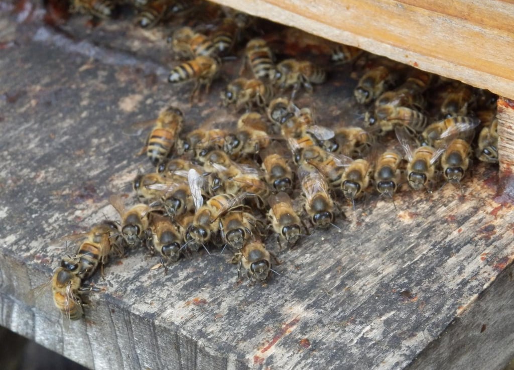 Guarding the Hive: Disease Prevention, Treatment Protocols, and Integrated Pest Management