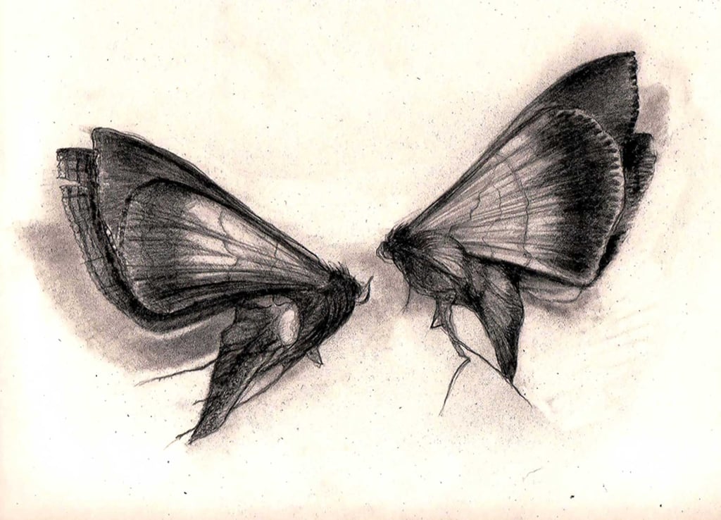 A charcoal drawing of 2 dead moths against a white background