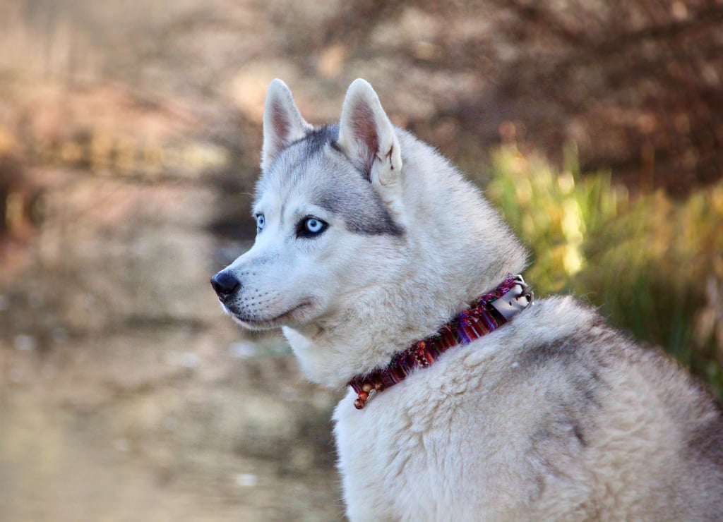 Husky-Erlebnisse, Husky-Ausfahrten, Husky-Trekkingtouren, Husky Abenteuer, Dietfurt, Bayern