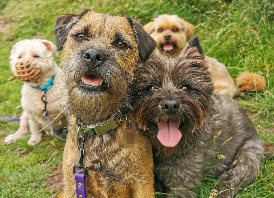  Barney, Rufus, Pip and Freddie enjoying a group dog walk in Edinburgh