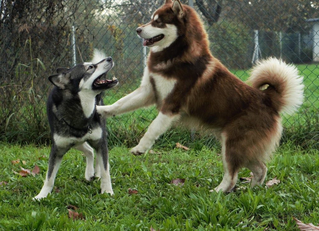giochi tra maschio e femmina di alaskan malamute