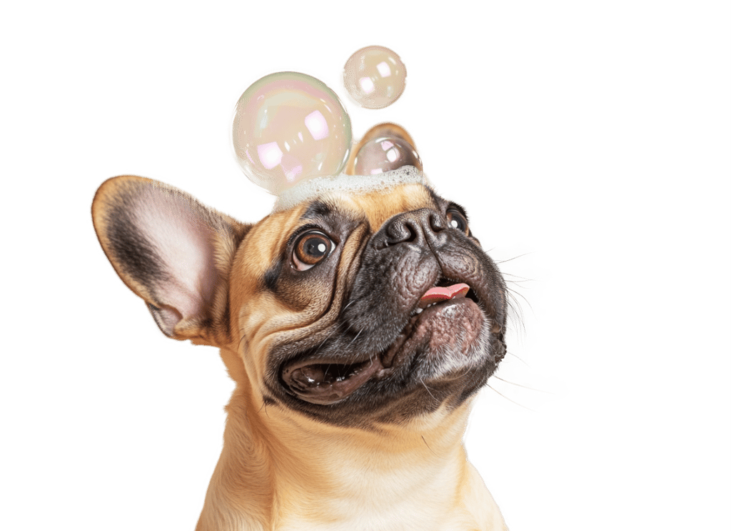Affordable pet grooming in Miami – Gentle bath and care for your furry friend.