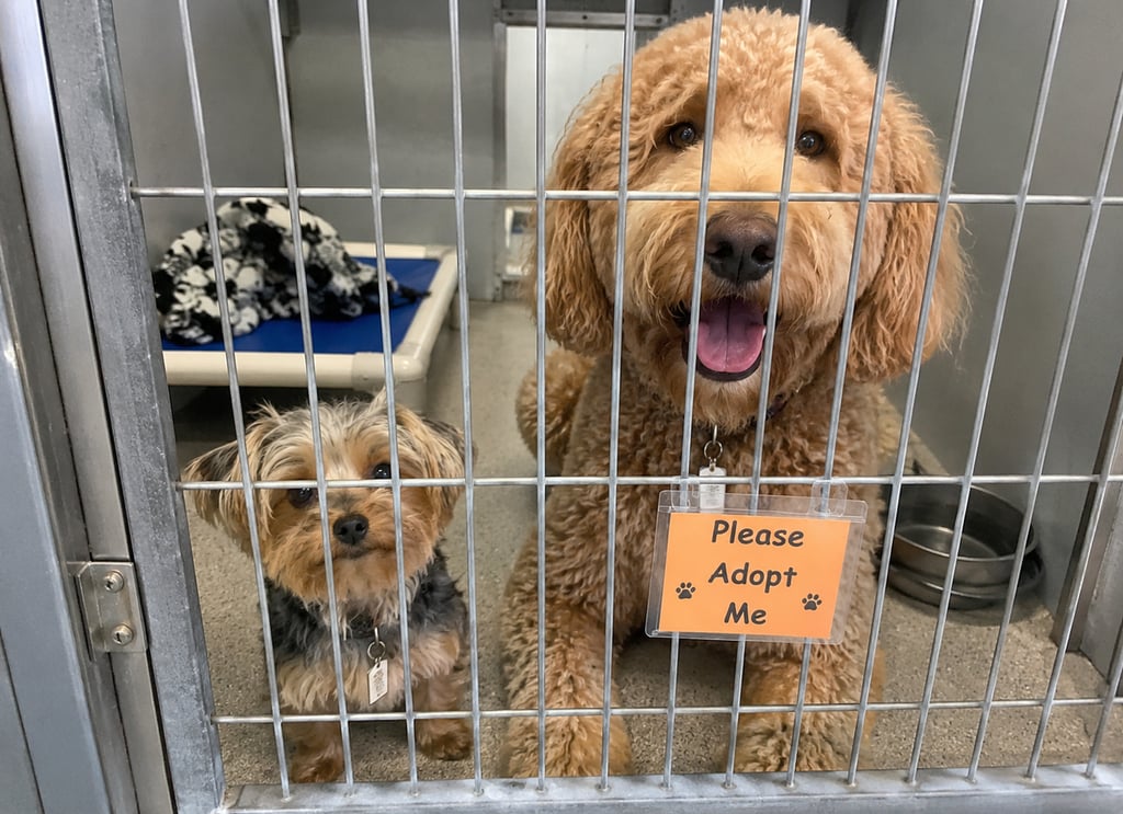Yorkie and Goldendoodle shelter dogs in kennel with "Please Adopt Me" sign waiting for forever homes