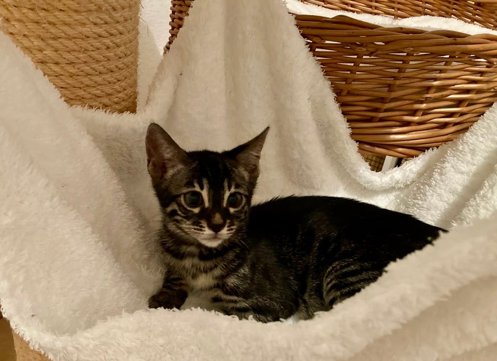 Chaton Bengal silver charcoal tabby – future femelle reproductrice de l’élevage Cocoro