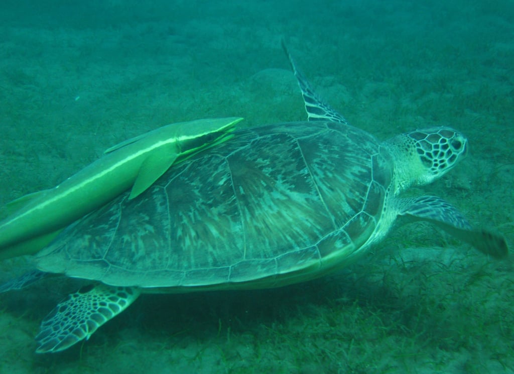 mexico riviera maya akumal turtle