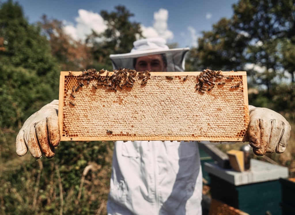 Honigwabe mit Bienen und Imker Simon Tötschinger
