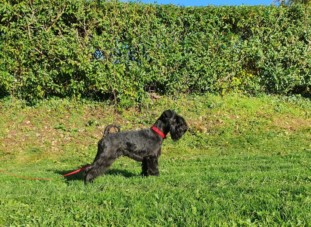 Panzer, étalon Les Diamants Noirs d'Also