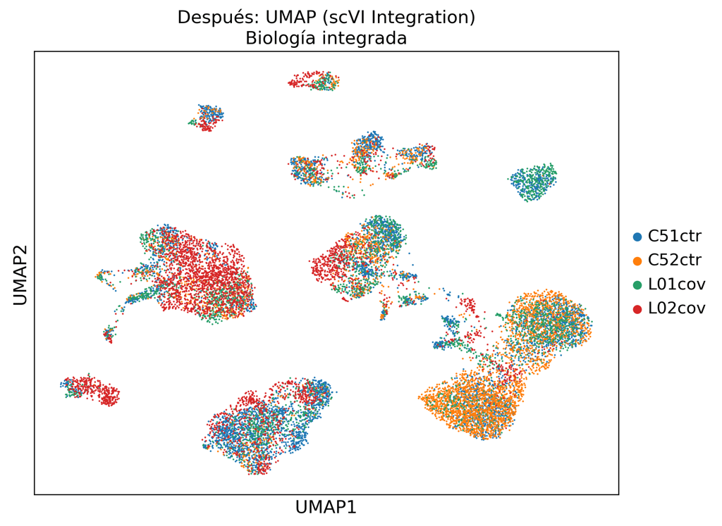 UMAP after scVI integration