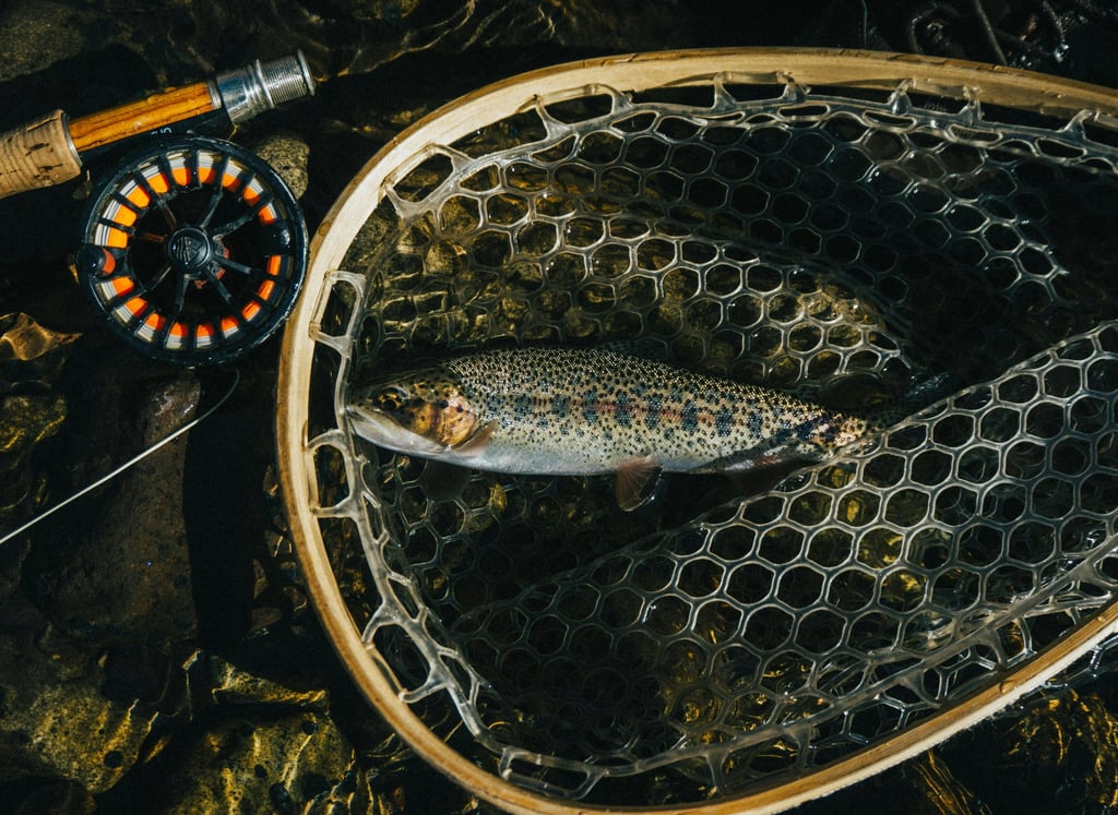 trout caught on fly fishing rod