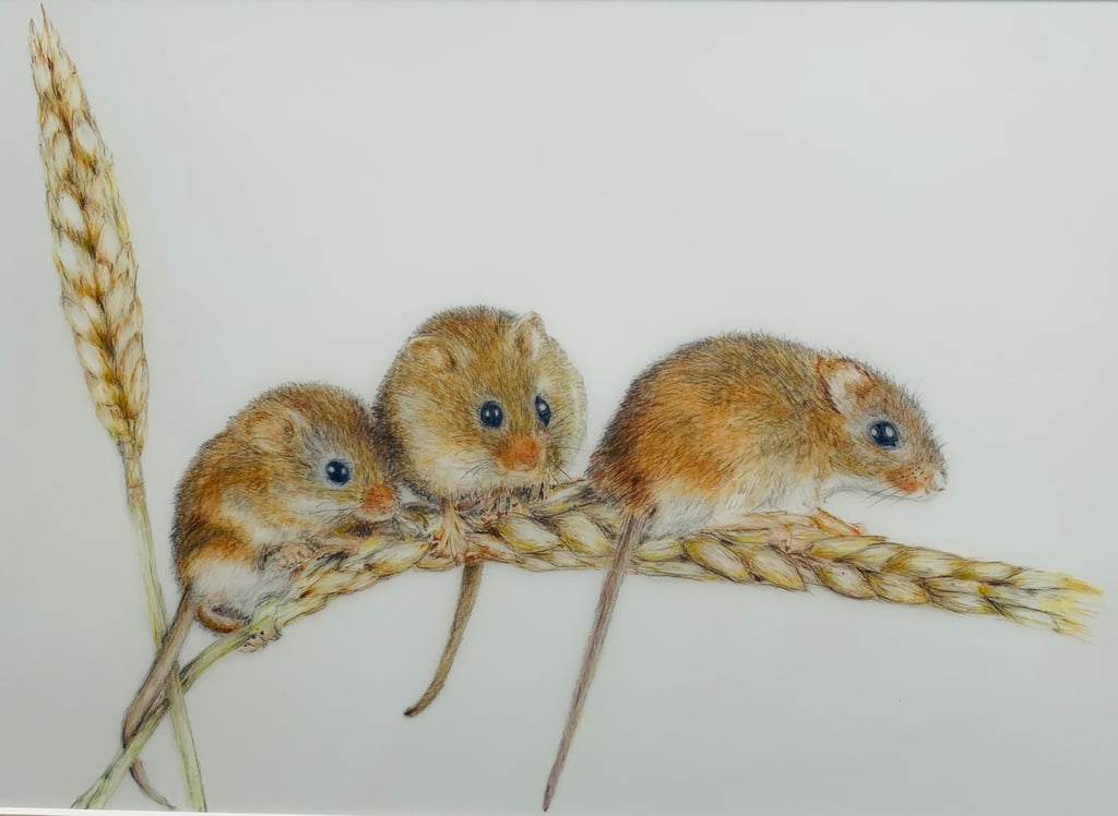 Harvest Mice