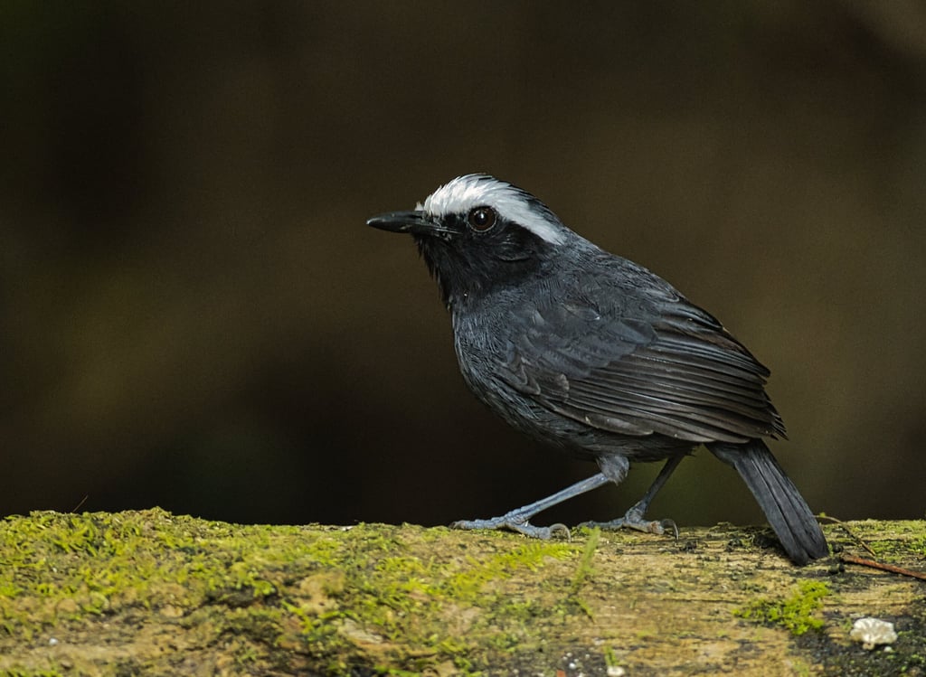 Birdwatching in Manu National Park