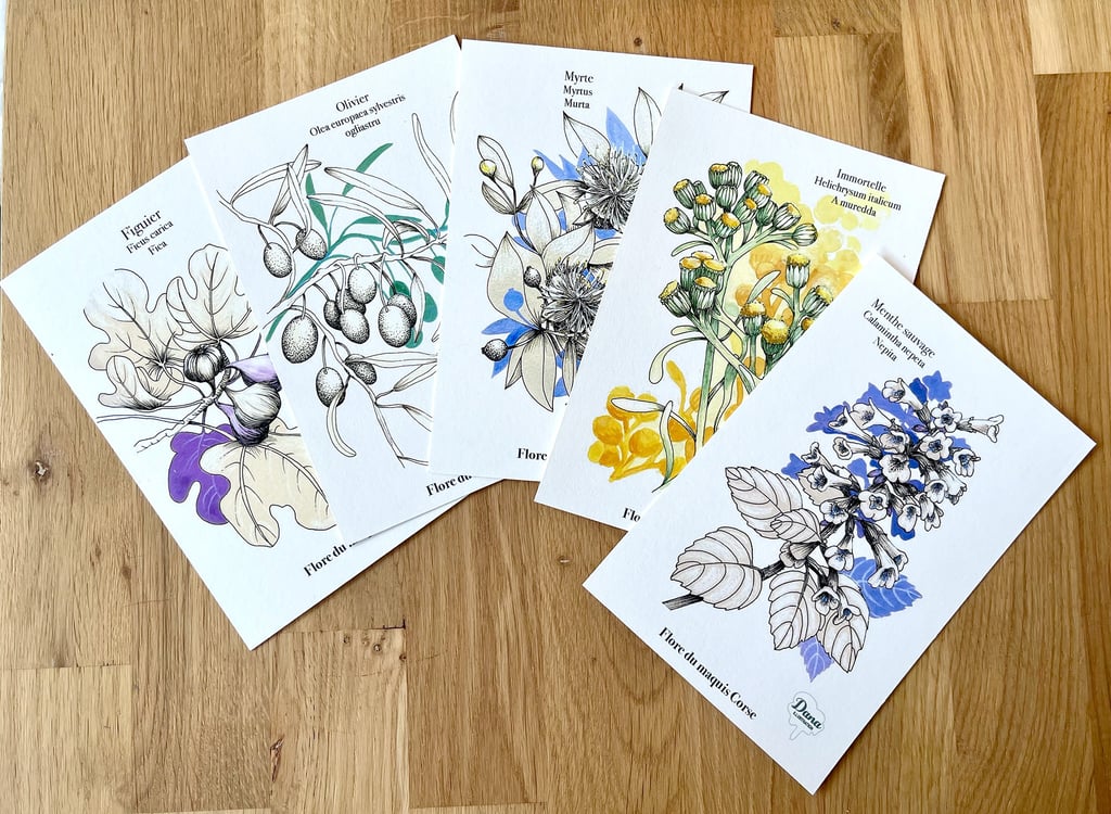 5 cartes postale avec illustrations des fleurs du maquis corse 