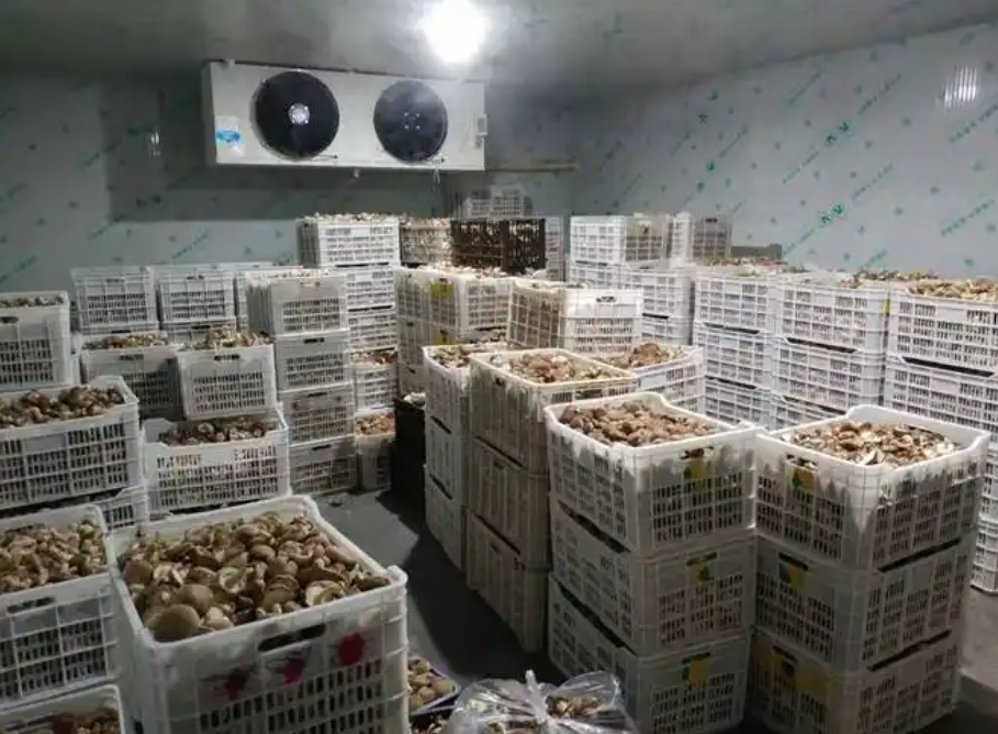 Mushroom growing cold room interior with racks