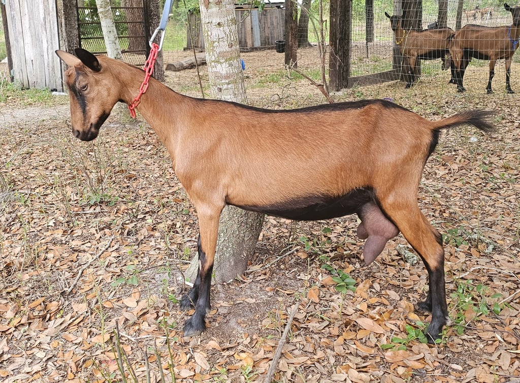 Ruby, Oberhasli doe in milk