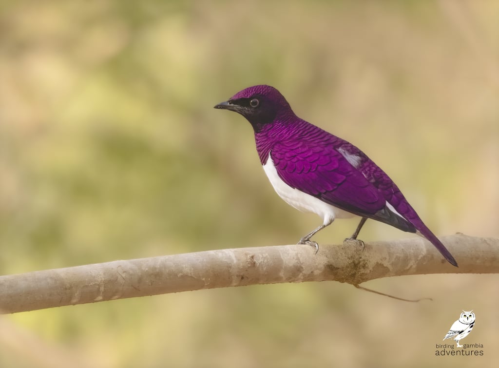 Violet-backed Starling – Birding Adventures Gambia
